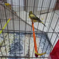 قناری رسنی بلند|پرنده|کهریزک, |دیوار