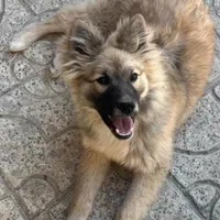 سگ اشپیتز نر|سگ|ارومیه, |دیوار