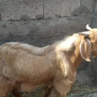 نری