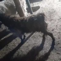 سلام بزغاله کیلویی ۲۷۰تومان|حیوانات مزرعه|بجنورد, |دیوار