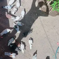 فروشی|پرنده|جیرفت, |دیوار