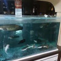 ماهی آکواریومی و مانستر|ماهی|ساری, |دیوار