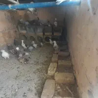 کفتر پرشی