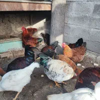 بوقلمون ،مرغ ،خروس،اردک و غاز