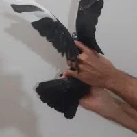 کبوتر|پرنده|سبزوار, کهنه آب|دیوار