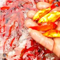 ماهی قرمز|ماهی|چالوس, |دیوار