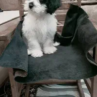 توله پودل مالتیز۳ماهه