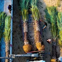 درخت مثمر مجموعه حرم تا حرم تولید انواع نخل