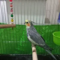 عروس هلندی نر|پرنده|کرج, شهرک بنفشه|دیوار