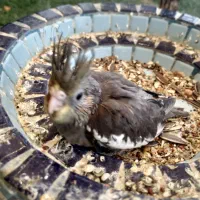 جوجه عروس هلندی سرلاکی|پرنده|قشم, |دیوار