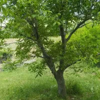 باغ با سند تک برگ