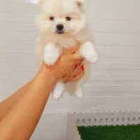 توله سگ پامر