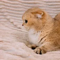 گربه بریتیش اصیل|گربه|تهران, دبستان|دیوار