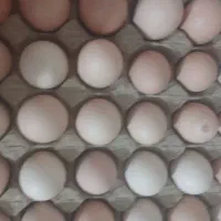 تخم مرغ محلی تازه ودرشت