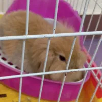 خرگوش فندوقی رنگ مینیاتوری بسیار کوچک و بامزه