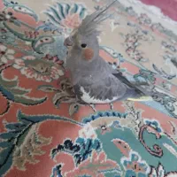 دو عدد عروس هلندی|پرنده|اصفهان, گلستان|دیوار