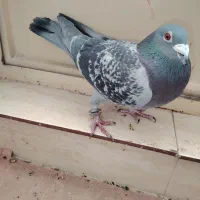 انواع پلاکی و جوجه پلاکی