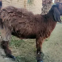 گوسفند فروشی