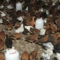 فروش 1000قطعه جوجه مرغ خروس سه ماه