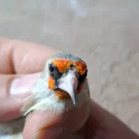 سهره کرمانی