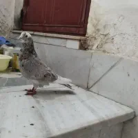 کفتر گرفتنی