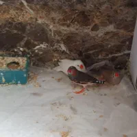 فینج های سرحال