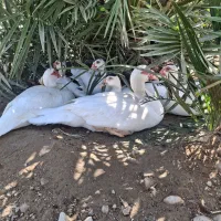 فروش تخم اردک اسرائیلی و غاز|حیوانات مزرعه|بندرعباس, |دیوار