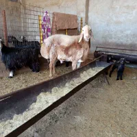 قوچ چینی یا افغانی