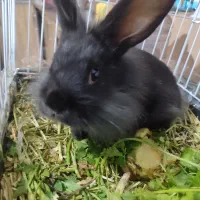 خرگوش خانگی باهوش