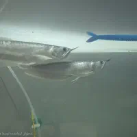 گوشتخوار|ماهی|فلاورجان, |دیوار