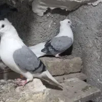 یکجفت پشت چاهی|پرنده|بجنورد, |دیوار