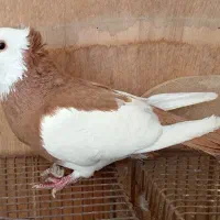 کبوتر ناصری نر