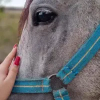 اسب نر ، دوساله ، مدارک دار|اسب و تجهیزات اسبسواری|مسجد سلیمان, |دیوار