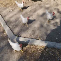 مرغ خروس|حیوانات مزرعه|تهران, چوب تراش|دیوار