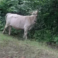 ۶تا گاو ۲تا تریسه  گاوا تو عکس  خودشونا نشون میدن