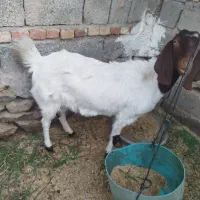 بز و شنک|حیوانات مزرعه|سراوان, |دیوار