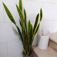سانسوریا شمشیری ابلغ و پاکوتاه|گل و گیاه طبیعی|تهران, خانی آباد نو شمالی|دیوار