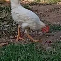 فروش جوجه خروس ۴ماهه