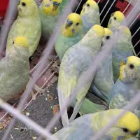 رینبو اورجینال
