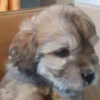 واگذاری سگ پودل تریر