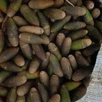 بلوط|خوردنی و آشامیدنی|کوهدشت, |دیوار