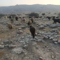 12راس میش خوب ترکی  برای داشت