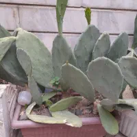 فروش گل های بالکن حیاط  کاکتوس