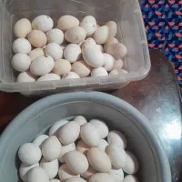 تخم مرغ محلی