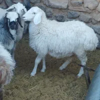 بره نر ماده