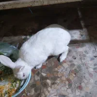 خرگوش نر اهلی باهوش|موش و خرگوش|خرمشهر, |دیوار