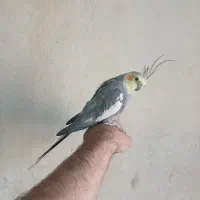سه عدد عروس هلندی نر و ماده مولد و جوجه ی گلباقالی|پرنده|ساوه, |دیوار