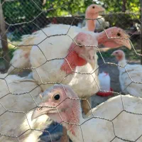 بوقلمون بیوتی شیش
