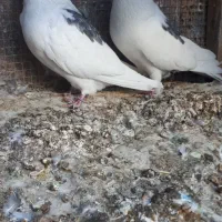 کبوتر لک توش پرشی