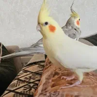 عروس هلندی